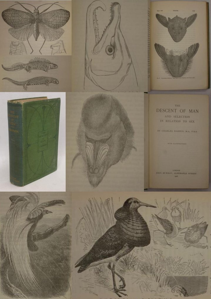 Charles Darwin M A F R S The Descent Of Man And Selection In Relation To Sex Catawiki
