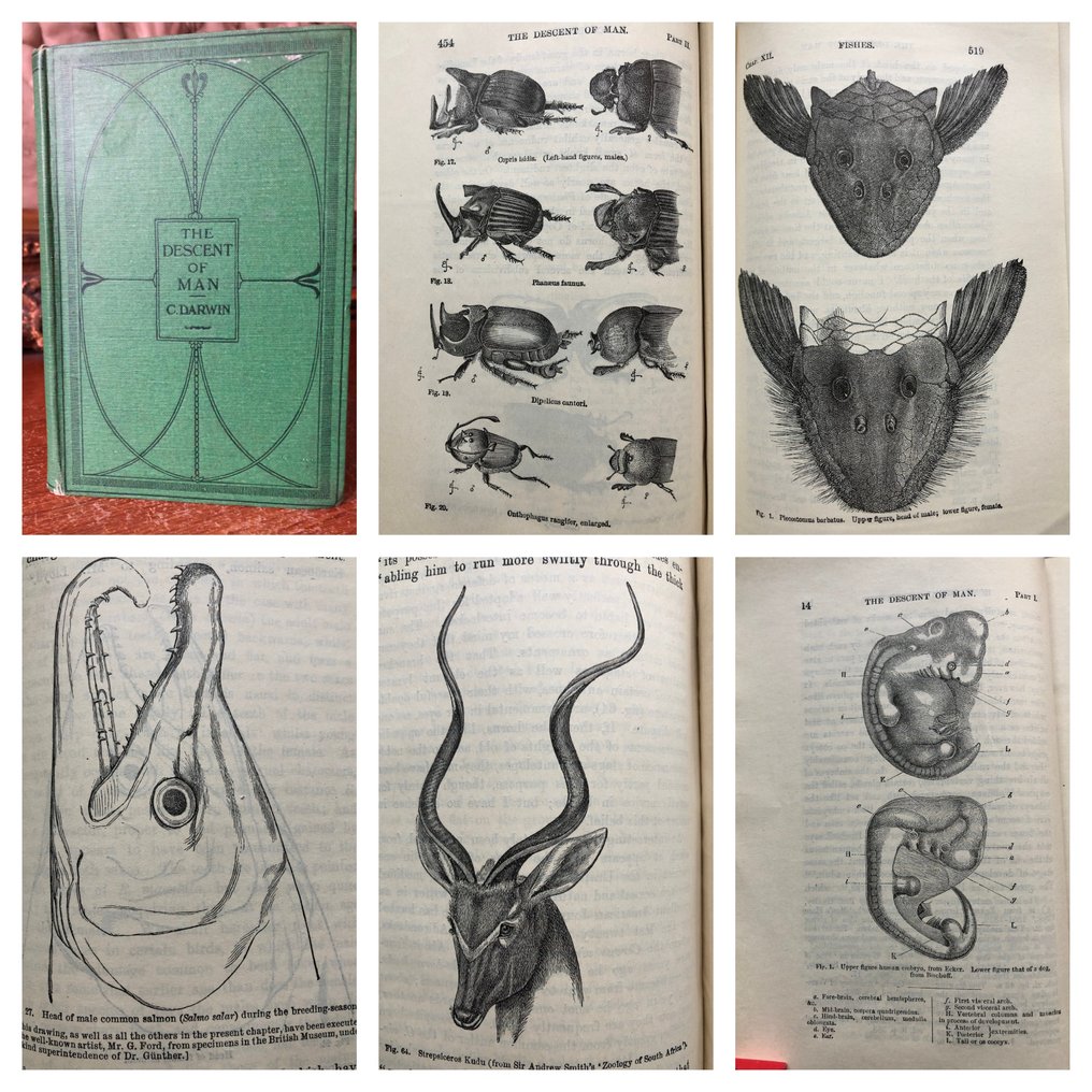 Charles Darwin The Descent Of Man Selection In Relation To Sex Catawiki