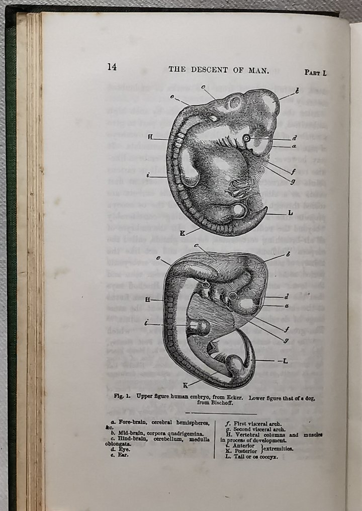 Charles Darwin M A F R S The Descent Of Man And Selection In Relation To Sex Catawiki