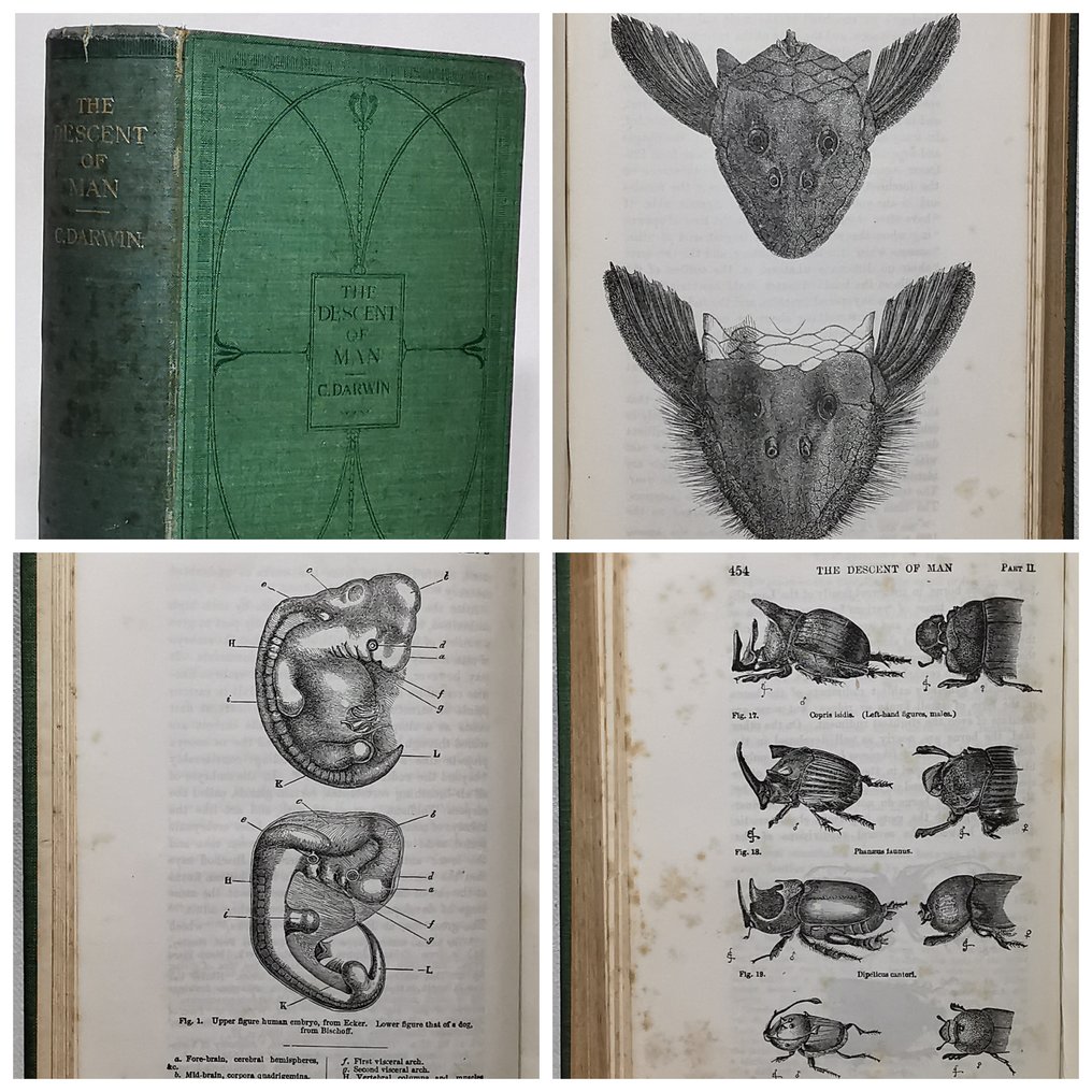 Charles Darwin M A F R S The Descent Of Man And Selection In Relation To Sex Catawiki