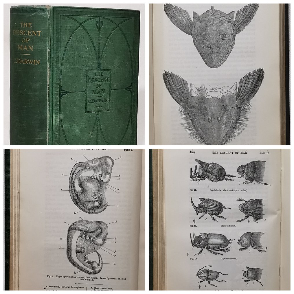 Charles Darwin The Descent Of Man And Selection In Relation To Sex Catawiki