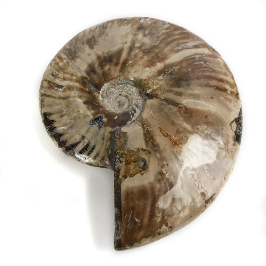 Ammonit mit Perlmuttfarben - Versteinerte Muschel - Aioloceras (Cleoniceras) sp. - 170 mm - 140 mm #2.1