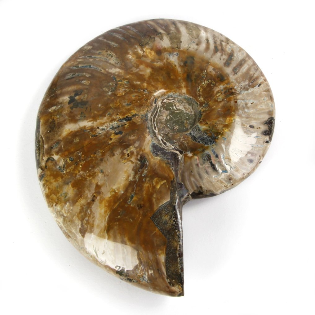 珍珠色菊石 - 贝壳化石 - Aioloceras (Cleoniceras) sp. - 170 mm - 140 mm #1.2