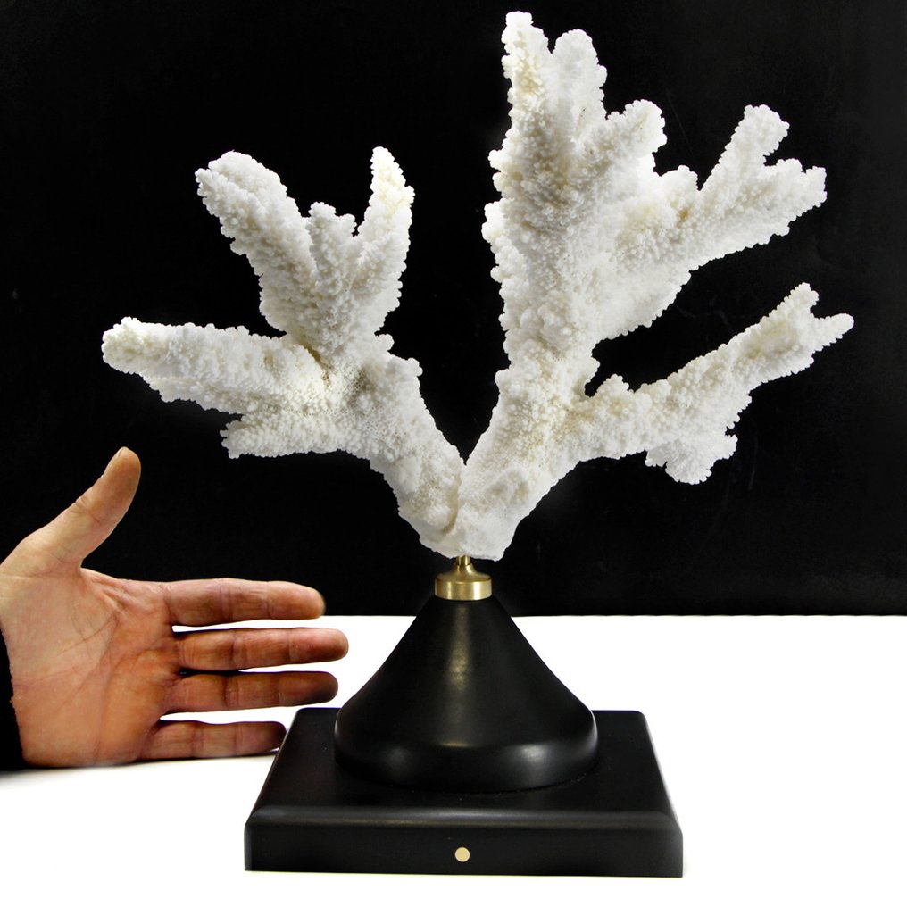 Extra minőségű Branch Coral - Korall - Acropora Florida (with Declaration of Legal Origin) #1.1