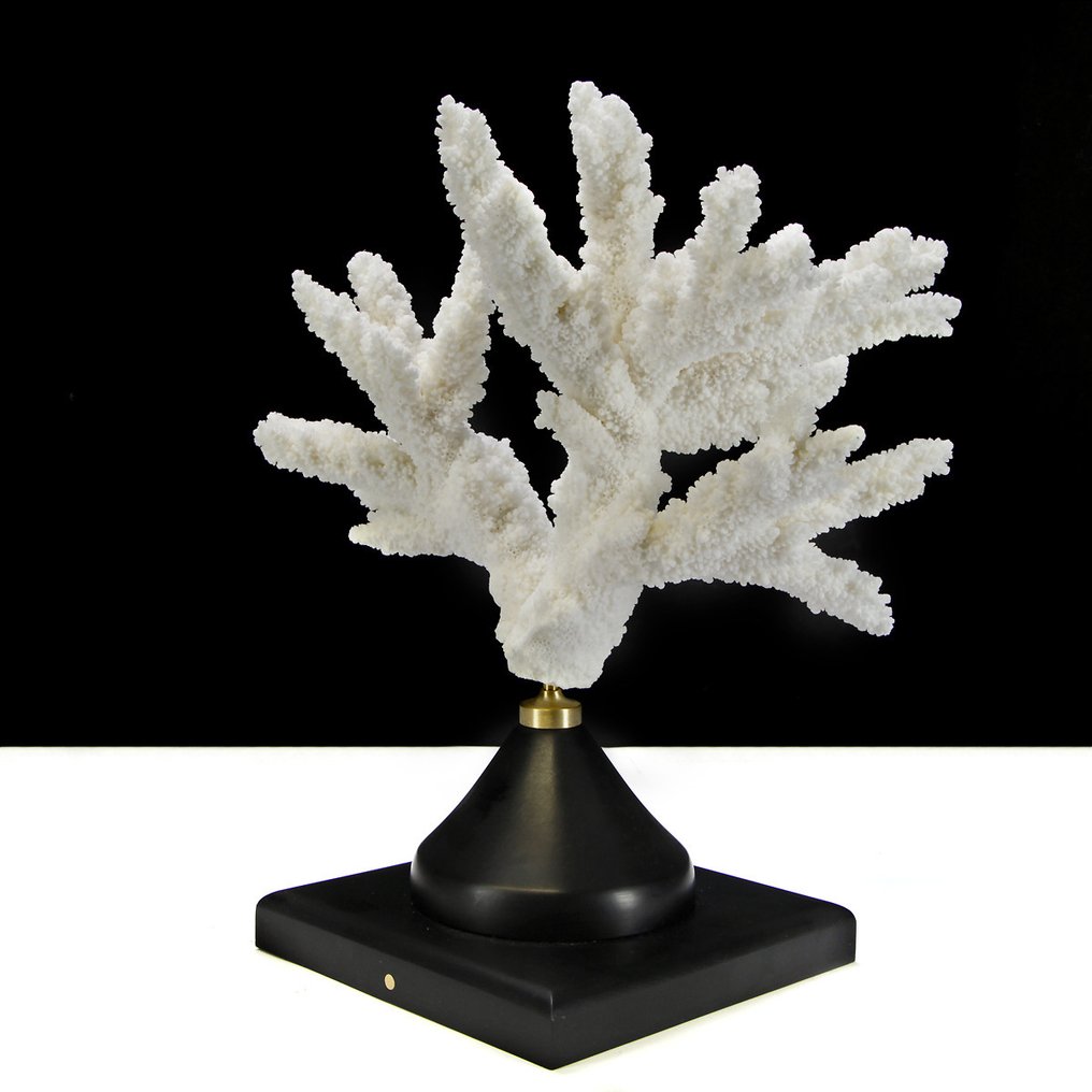 Extra minőségű Branch Coral - Korall - Acropora Florida (with Declaration of Legal Origin) #2.1