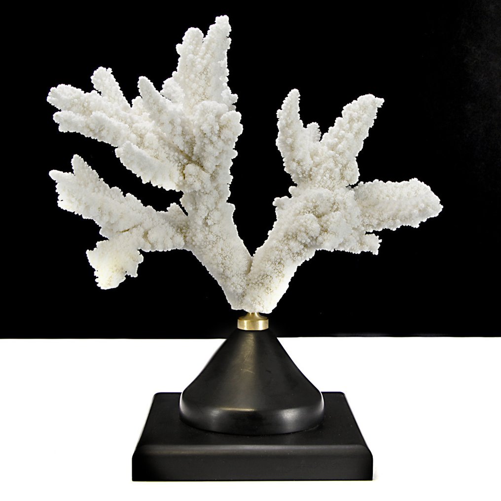Extra minőségű Branch Coral - Korall - Acropora Florida (with Declaration of Legal Origin) #1.2