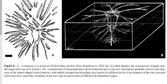 Fossil plate matrix - Glockerichnus glockeri - 21 cm - 33 cm  (No Reserve Price) #1.0