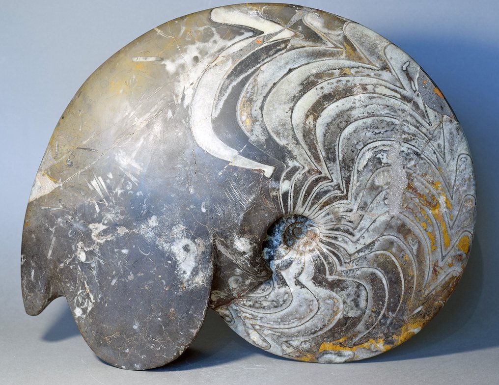 大型裝飾性尖角岩 - 貝殼化石 #1.1