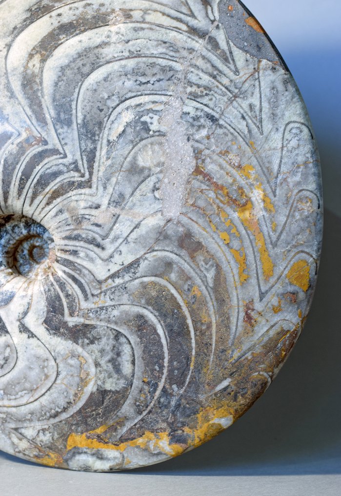 大型装饰性尖角岩 - 贝壳化石 #2.1