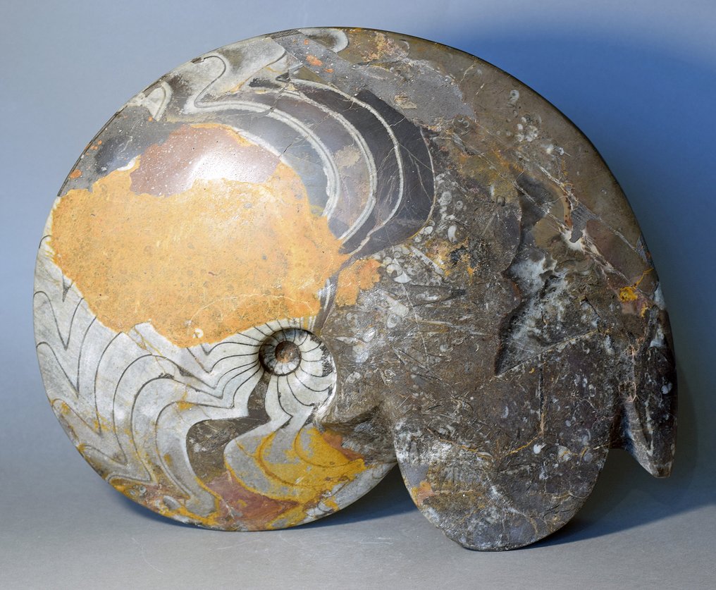 大型装饰性尖角岩 - 贝壳化石 #3.1