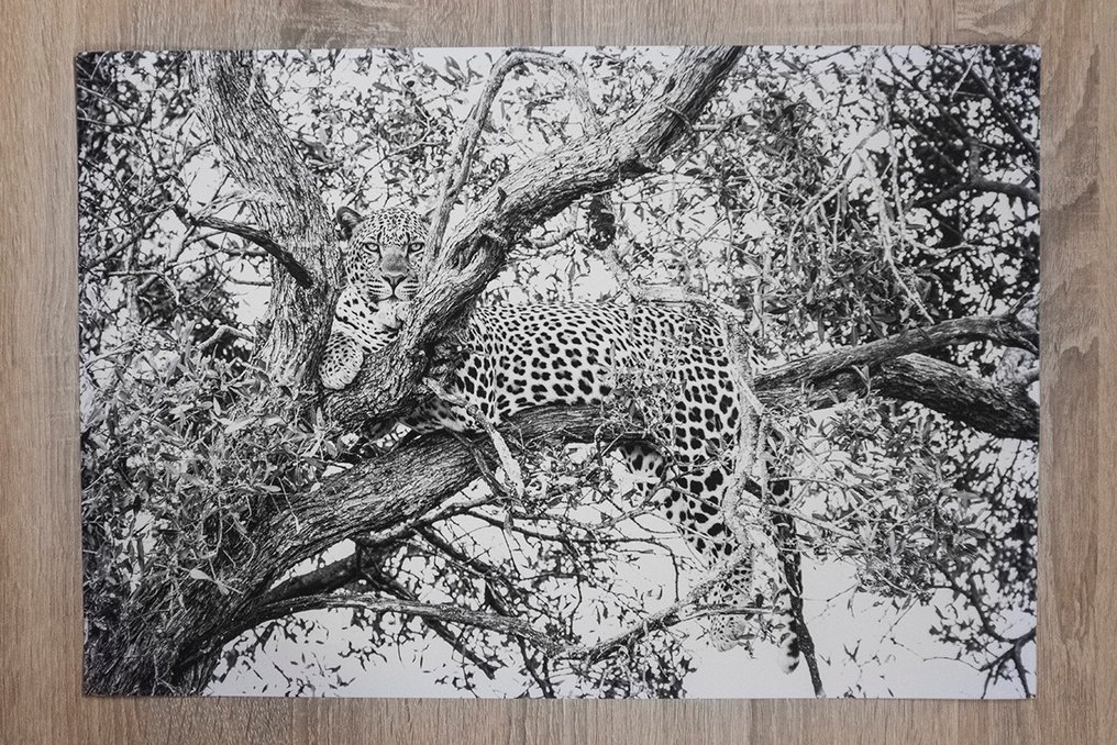 Marco Simoni - 4.5 tree - XL #1.0