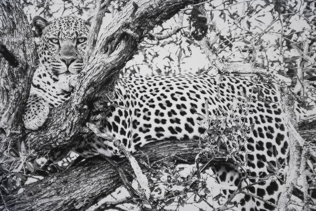 Marco Simoni - 4.5 tree - XL #3.2