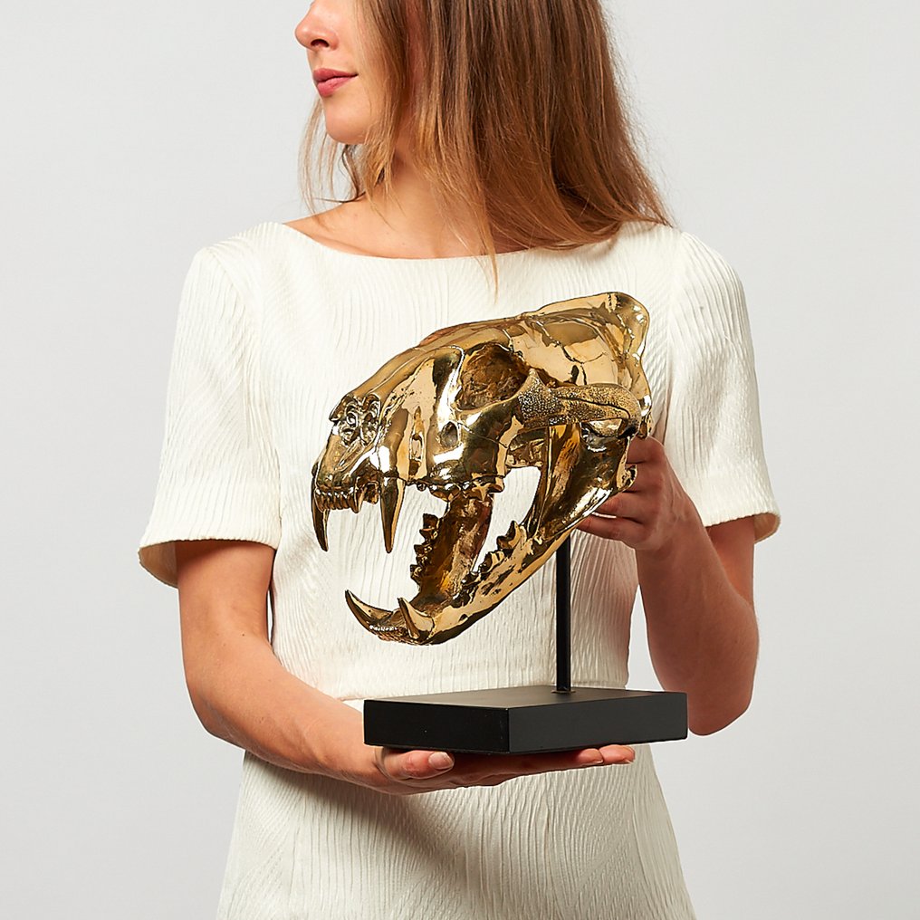 Escultura, High quality, bronze-cast Sumatran Tiger skull - Panthera tigris sumatrae - 29 cm - Bronce #4.3