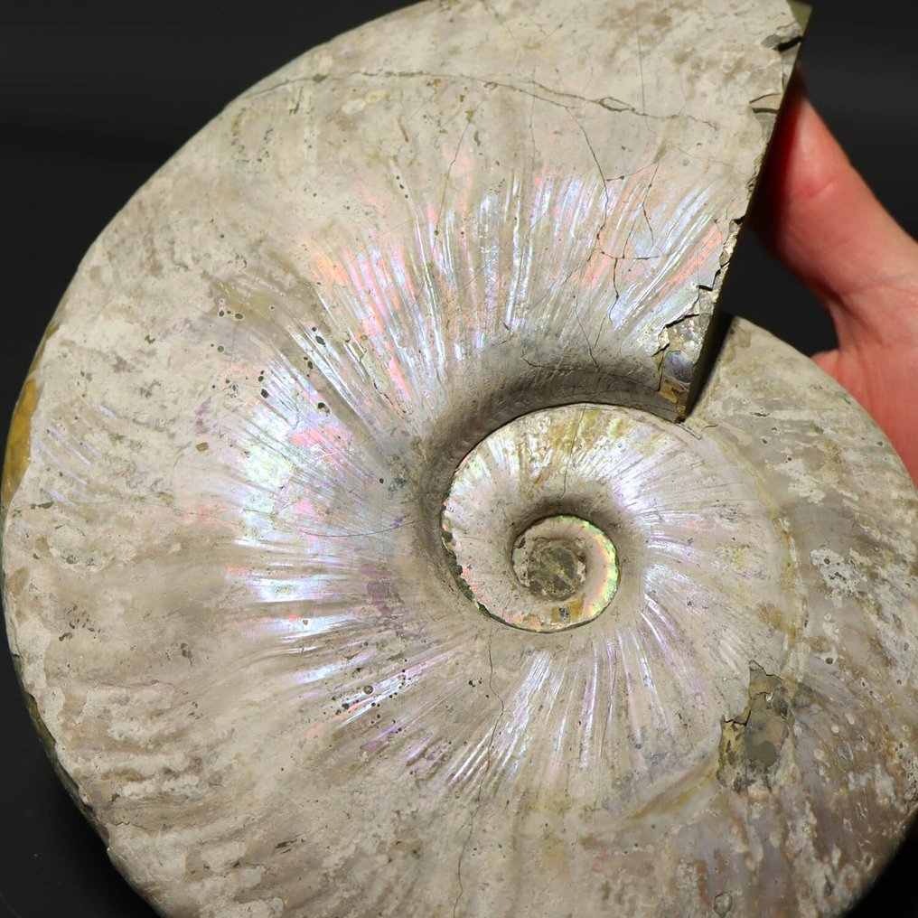 菊石 - 虹彩標本 - - 化石碎片 - Aioloceras (Cleoniceras) sp. - 19,5 cm #1.1