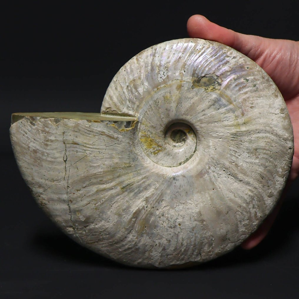 Ammonit - Schillerndes Exemplar - - Fossiles Fragment - Aioloceras (Cleoniceras) sp. - 19,5 cm #1.2