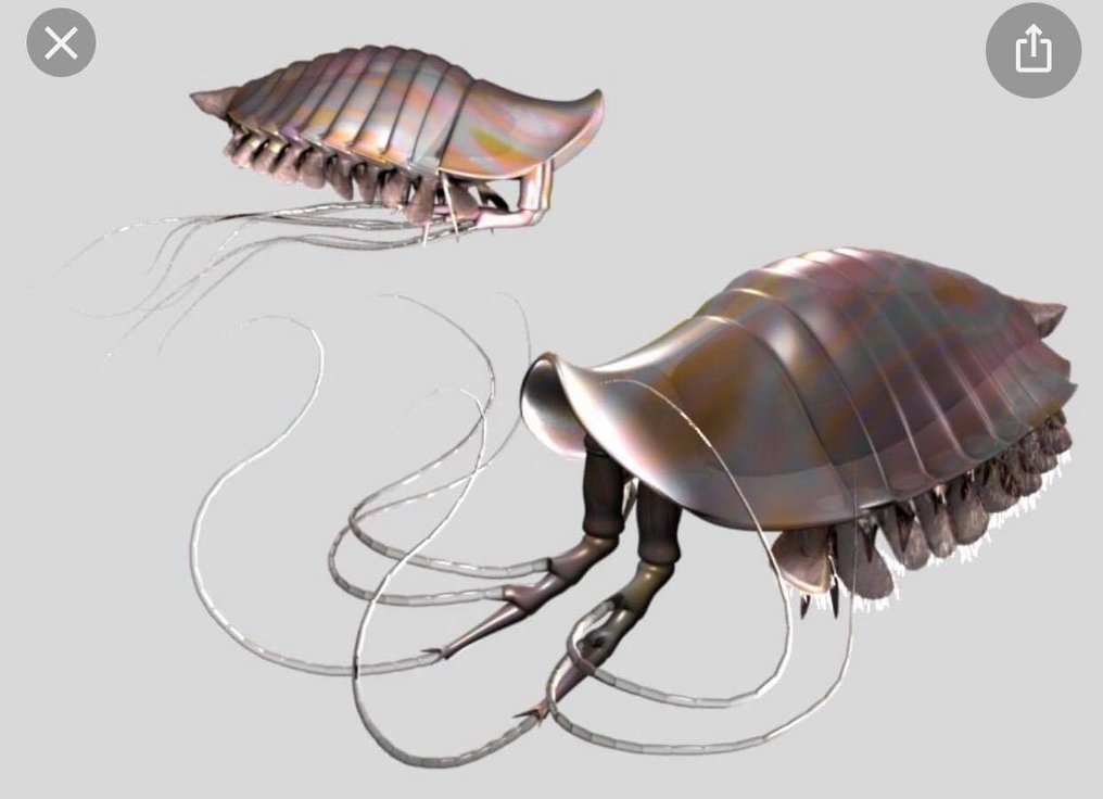 Fossil - Fossil matris på platta - Leanchoilia illecebrosa - 7.5 cm - 5 cm  (Utan reservationspris) #4.3