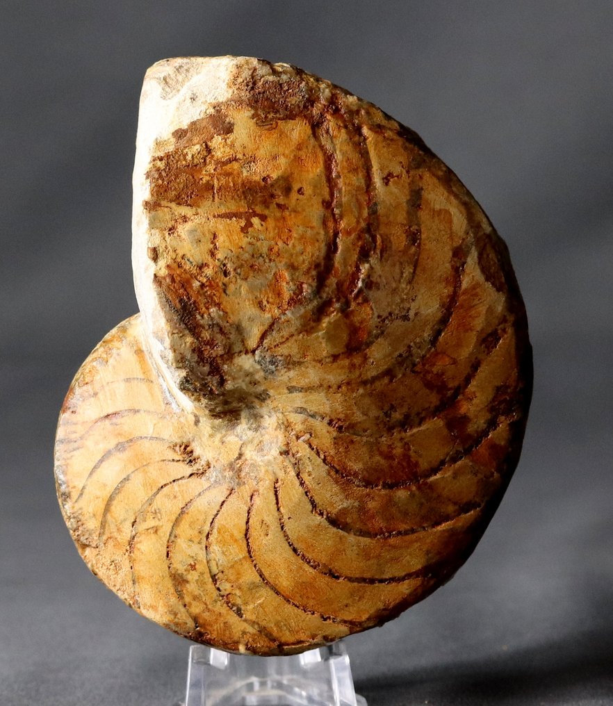 法国 Nautiloid - 动物化石 - Pictonautilus ( 11.3 cm ) #1.0