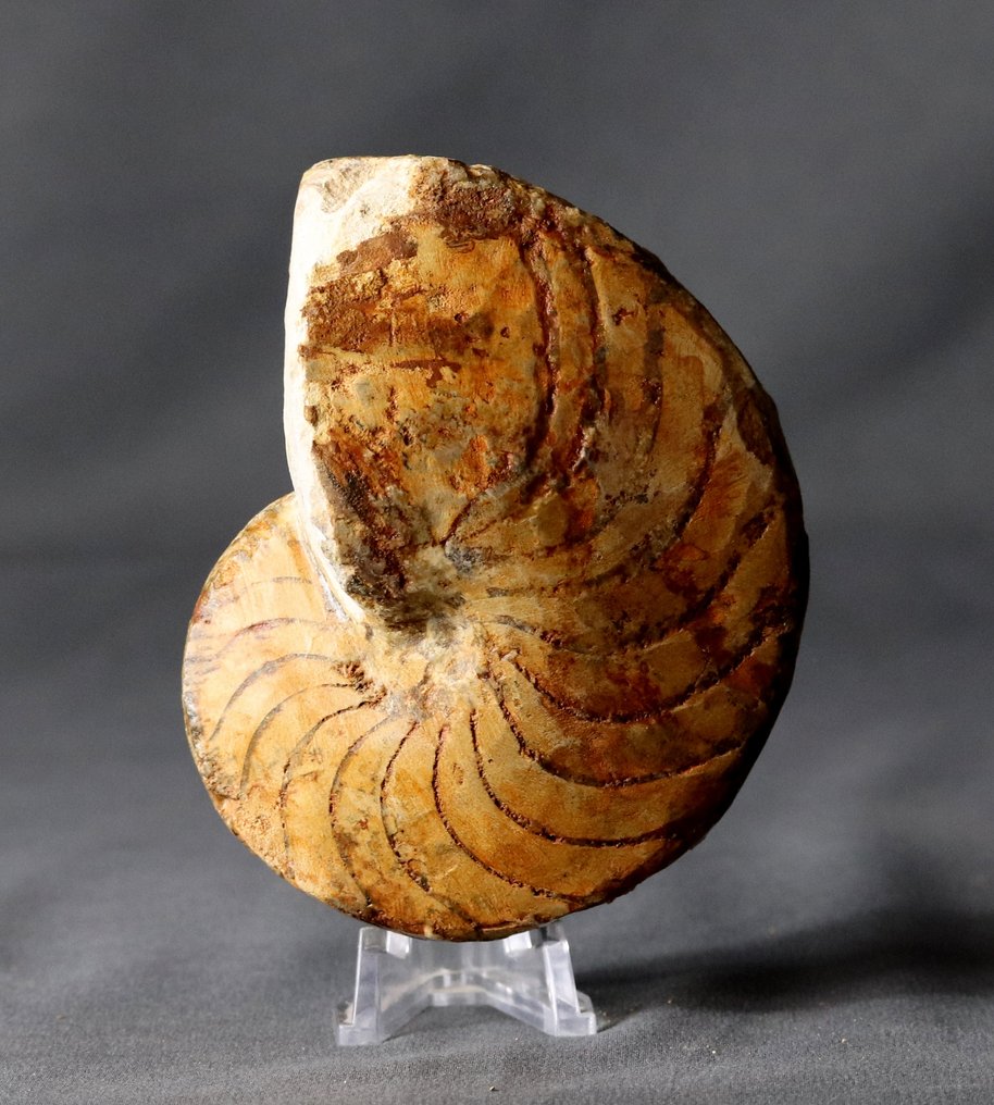 法国 Nautiloid - 动物化石 - Pictonautilus ( 11.3 cm ) #1.0