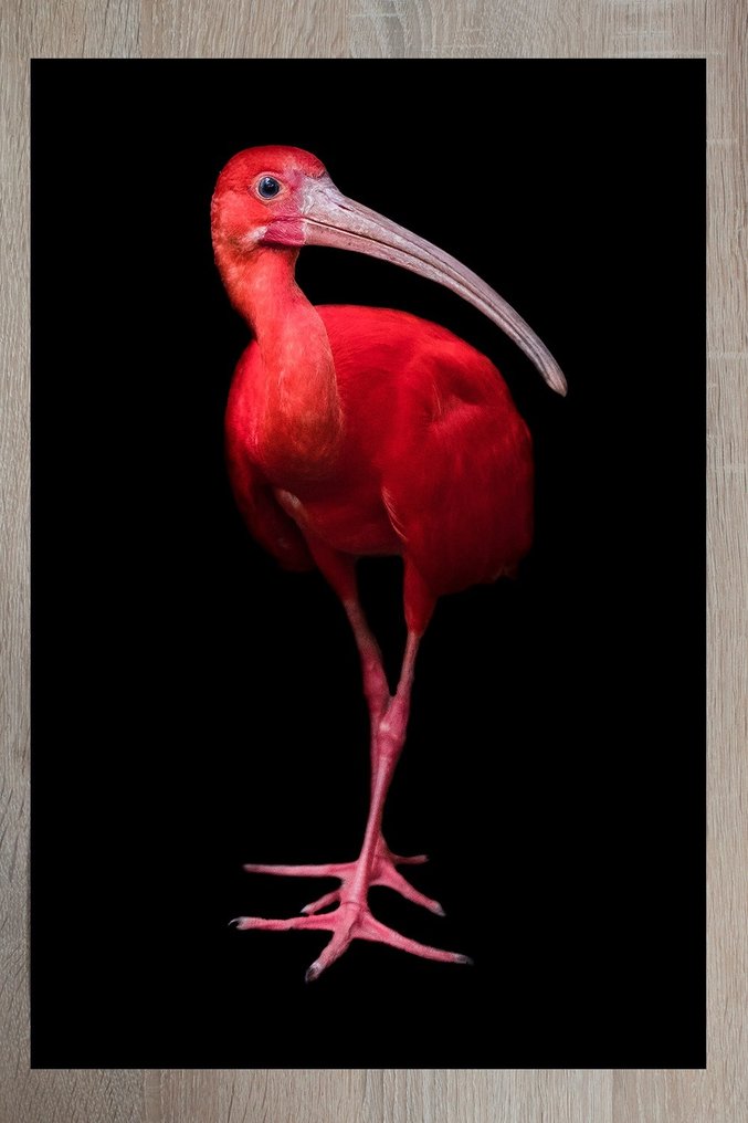 Marco Simoni - " Eudocimus ruber " XL #1.0