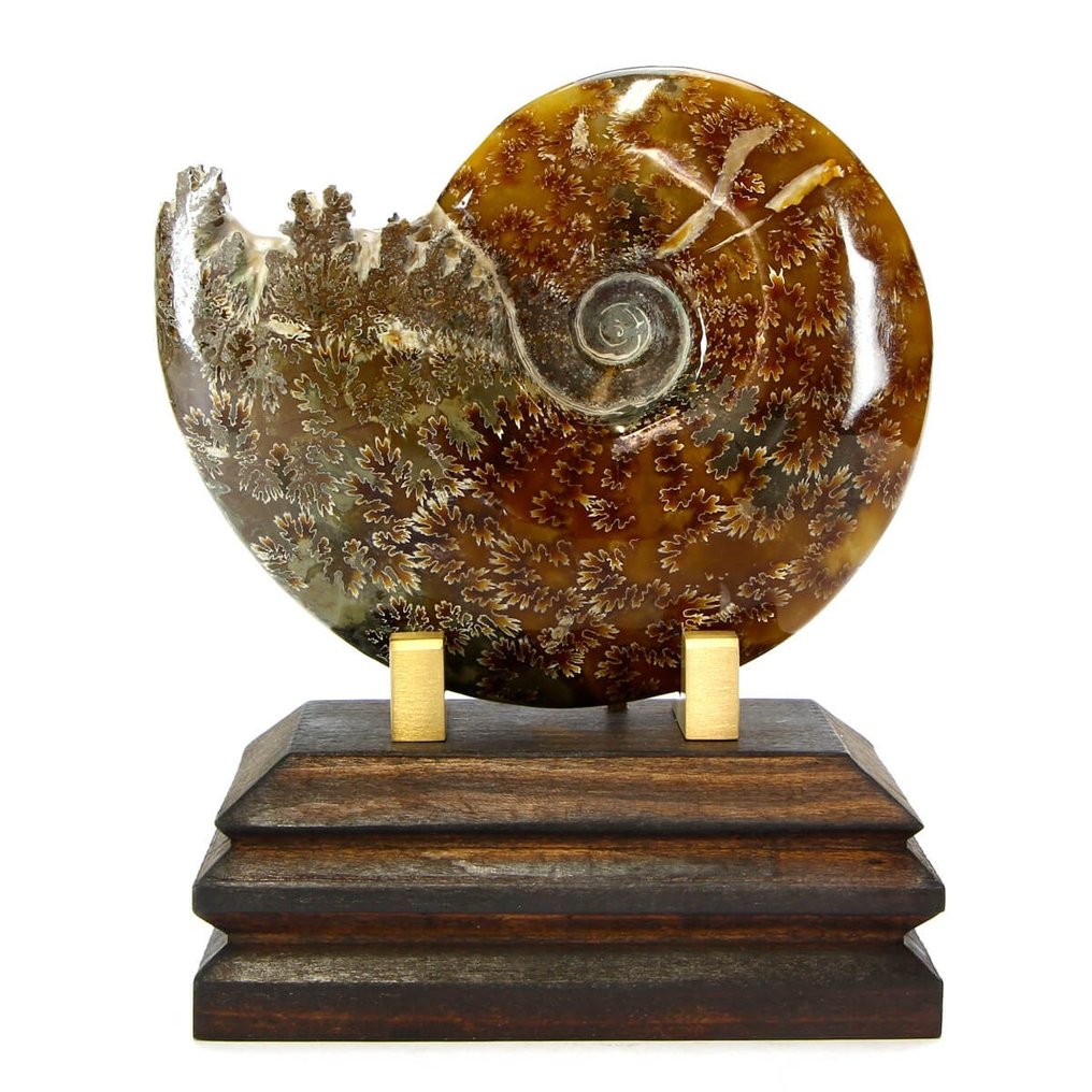 Ammonit auf Holzsockel - Tierfossil - Aioloceras (Cleoniceras) sp. #1.2