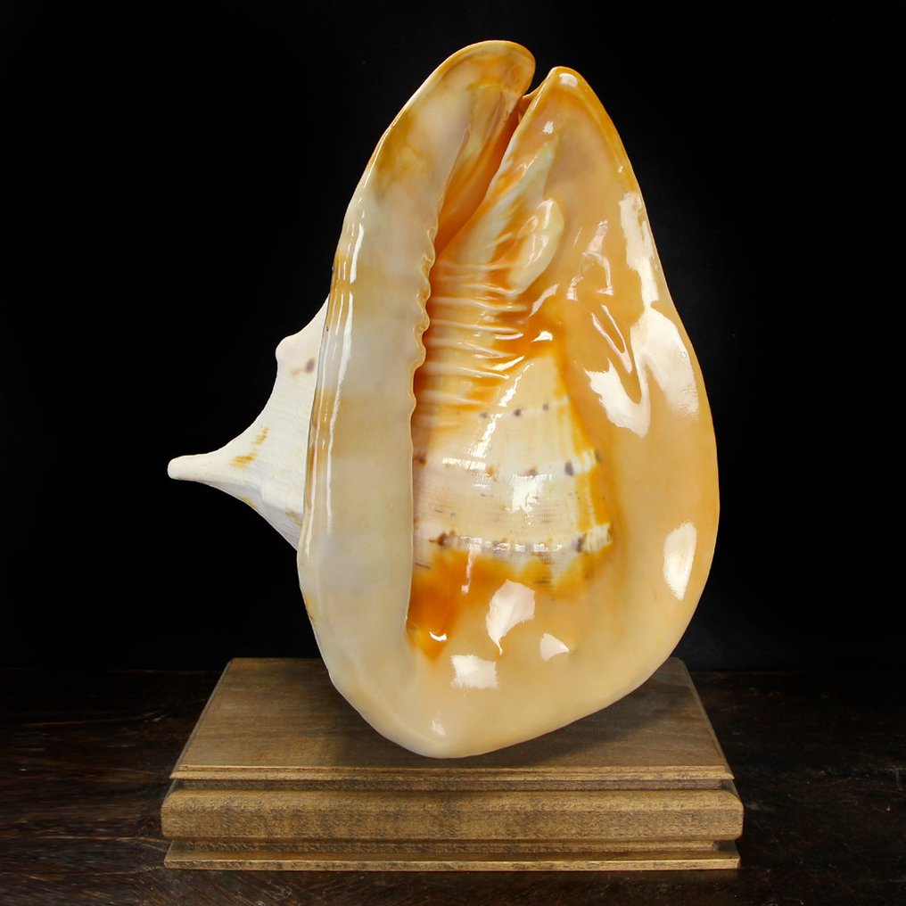 超大角，又稱巨型頭盔 - 海蝸牛殼 貝殼 - Cassis Cornuta -  380×300×230 mm #1.1