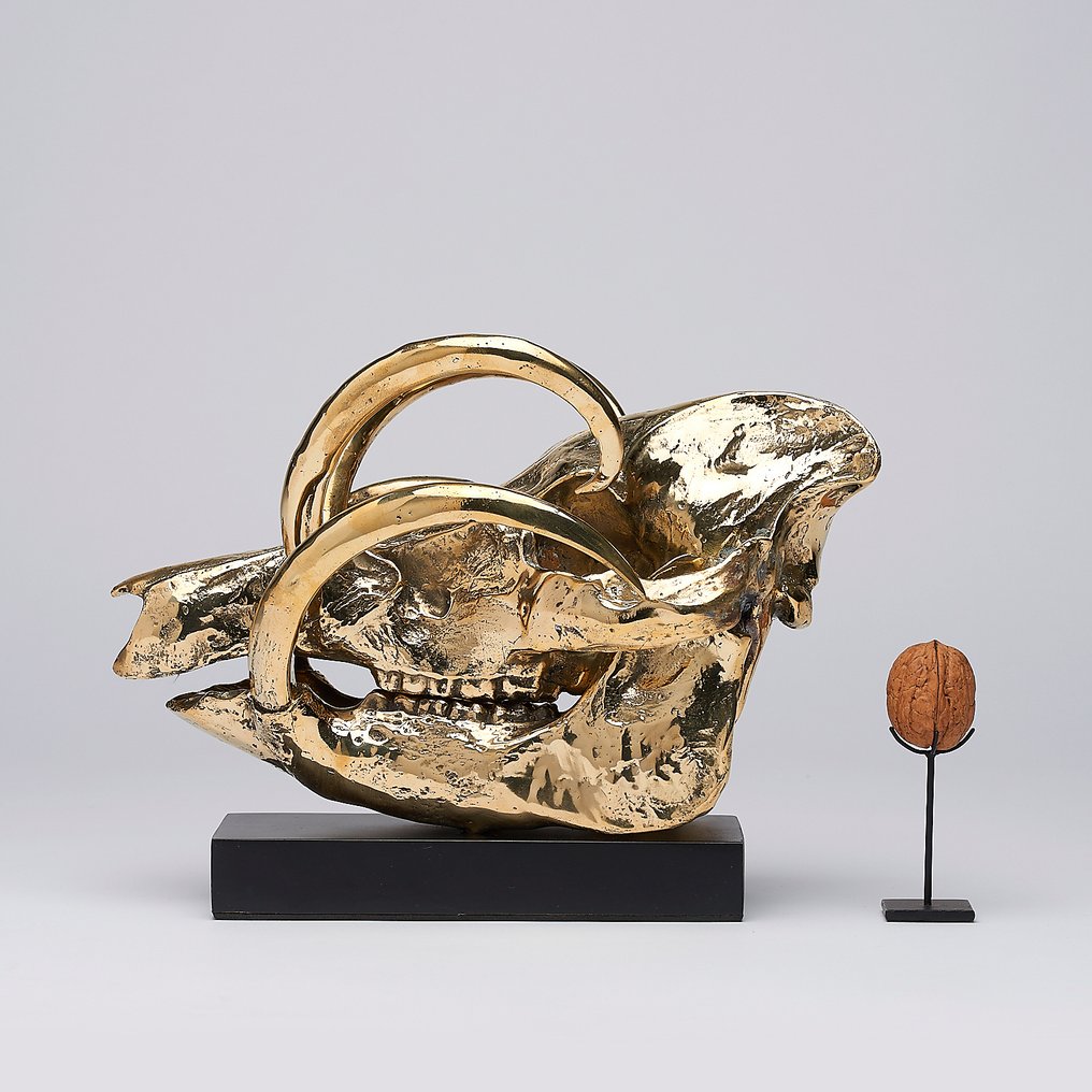 Sooka Interior - 雕塑, Sooka Interior - Babirusa Skull on a custom stand - Babyrousa - Link to video of this sculpture down - 20 cm - 黄铜色 #4.3