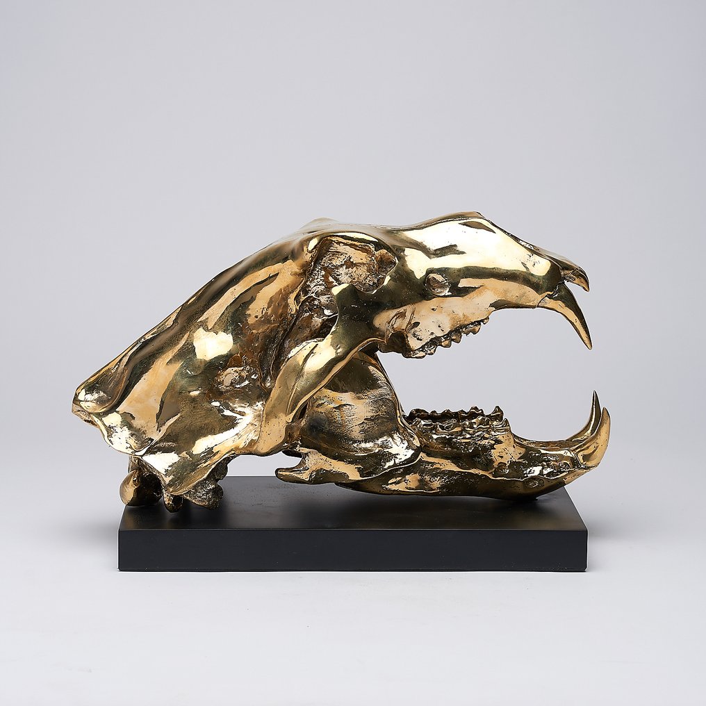 Skulptur, Sooka Interior - Polar Bear skull in finest bronze - Ursus maritimus - Bronze - 23 cm - Bronze #4.3