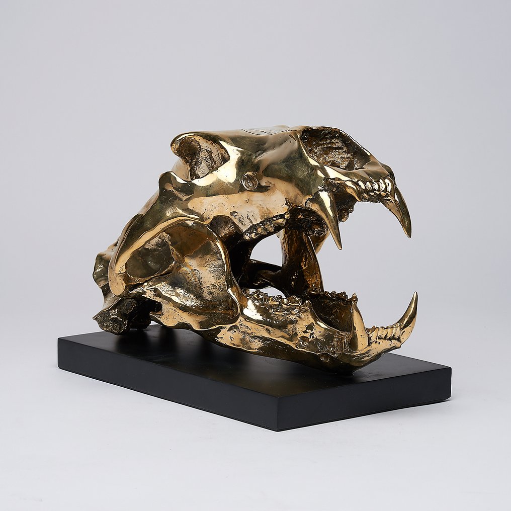 Skulptur, Sooka Interior - Polar Bear skull in finest bronze - Ursus maritimus - Bronze - 23 cm - Bronze #3.2