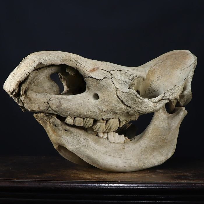 博物馆物品 - 披毛犀 颅骨 - Coelodonta Antiquitatis - 420 mm - 330 mm - 720 mm #1.2