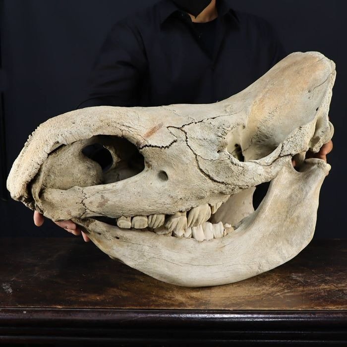 博物馆物品 - 披毛犀 颅骨 - Coelodonta Antiquitatis - 420 mm - 330 mm - 720 mm #1.1