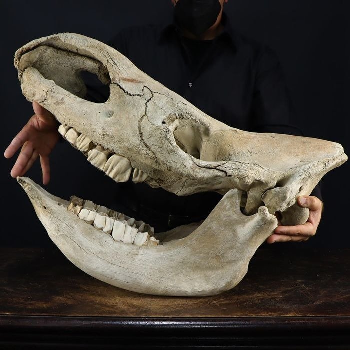 博物馆物品 - 披毛犀 颅骨 - Coelodonta Antiquitatis - 420 mm - 330 mm - 720 mm #2.1