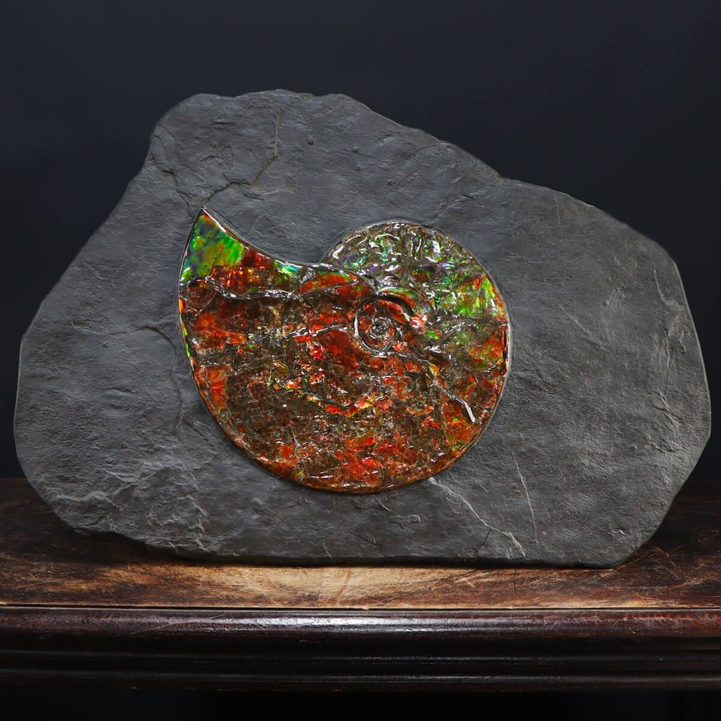 Ammolite - Ammolite Grande Colorida Ammolite - Amostra fóssil com vários espécimes - 640 mm - 440 mm #1.1
