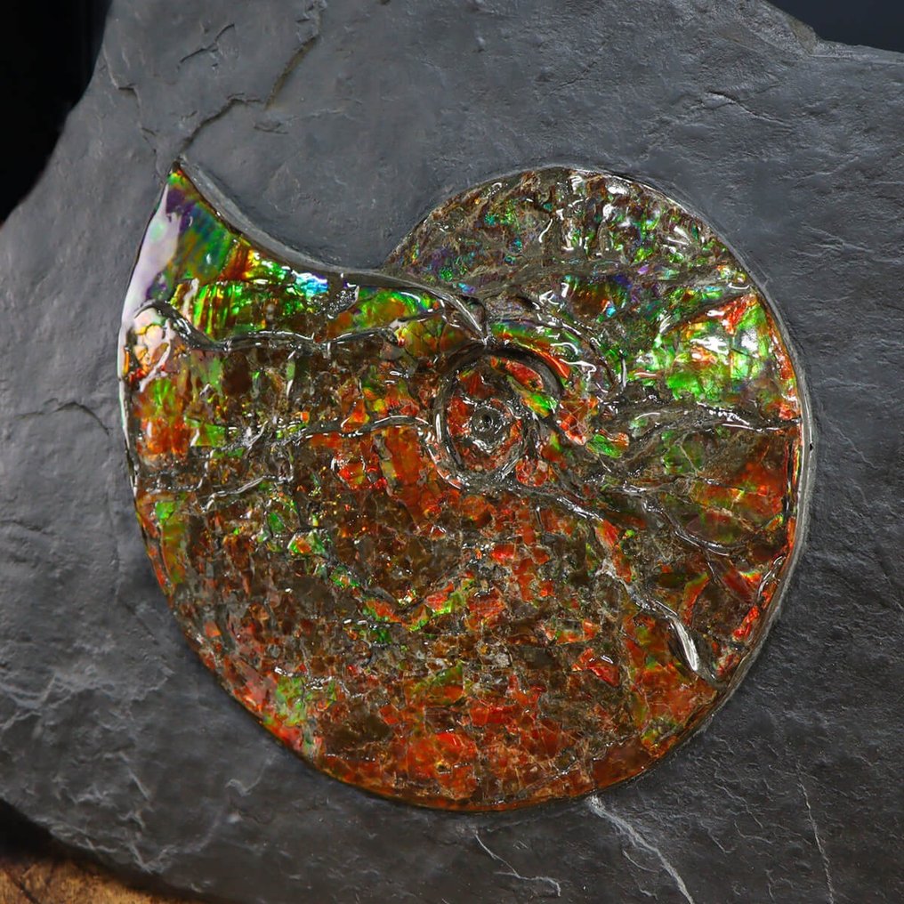 Ammolite - Ammolite Grande Colorida Ammolite - Amostra fóssil com vários espécimes - 640 mm - 440 mm #2.1