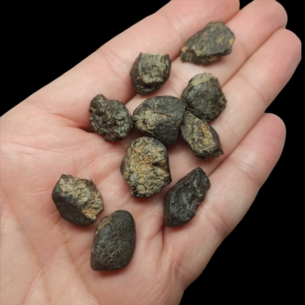 Σετ x10 ΜΕΤΕΩΡΙΤΕΣ. NWA 869 (Αλγερία, 2000). CHONDRITE L3-6. Ωραία δείγματα! - 50 g #3.2