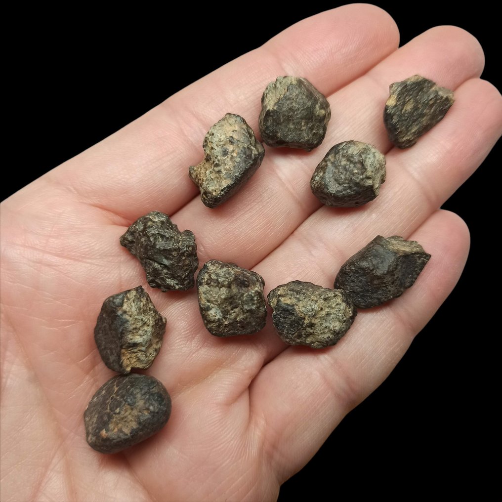 Σετ x10 ΜΕΤΕΩΡΙΤΕΣ. NWA 869 (Αλγερία, 2000). CHONDRITE L3-6. Ωραία δείγματα! - 50 g #2.1