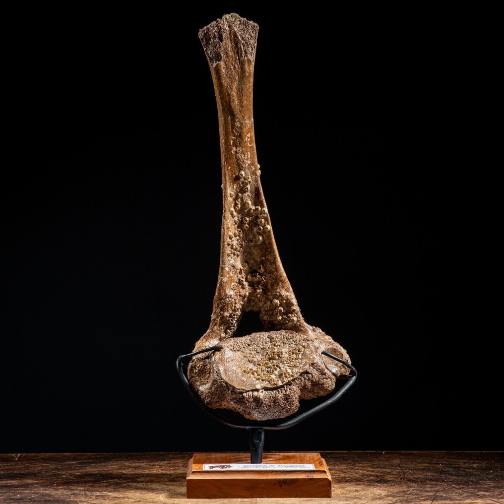 Uldmammut - Mammuthus Primigenius - Ryghvirvel - Fossilt fragment - 510 mm - 200 mm #2.1