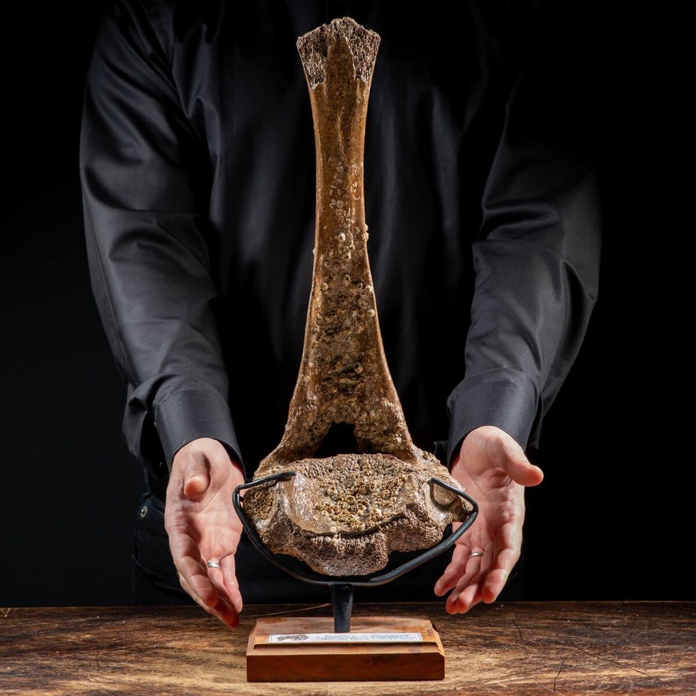 Mamut lânos - Mammuthus Primigenius - Vertebră - Fragment fosilă - 510 mm - 200 mm #1.1