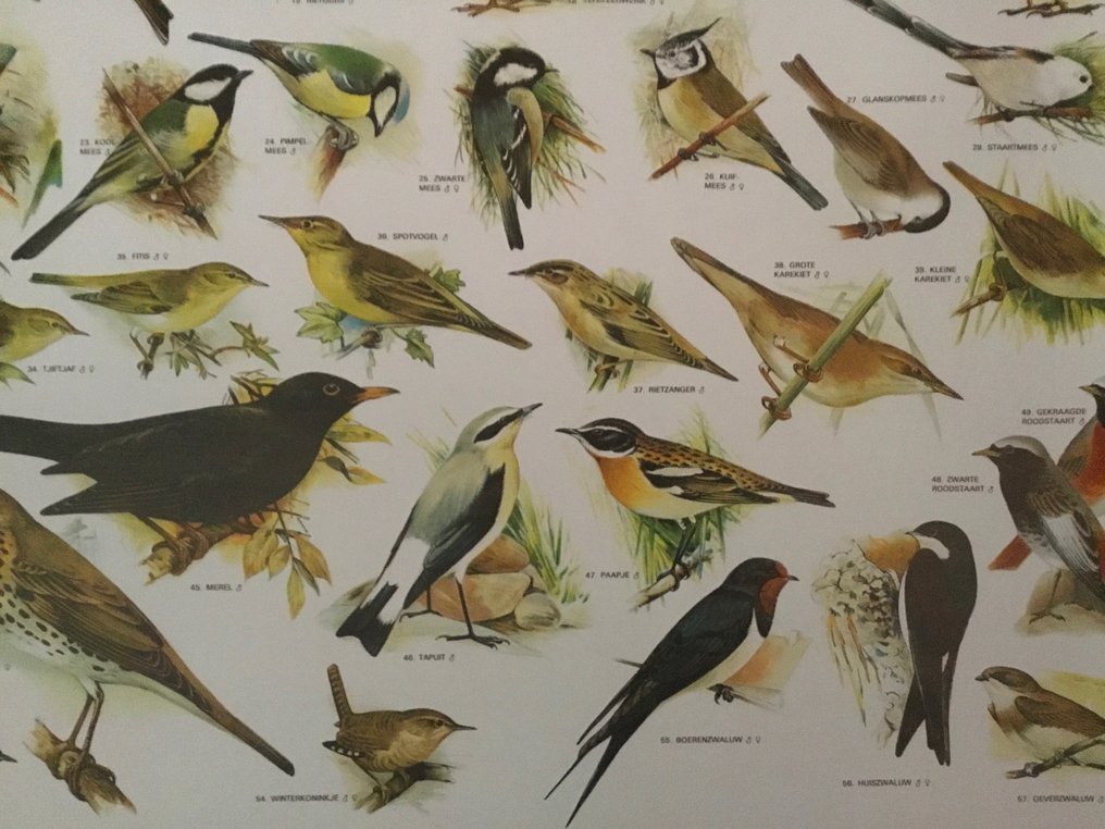 Slijper - Schoolplaat poster zangvogels - 2000-luku #3.2
