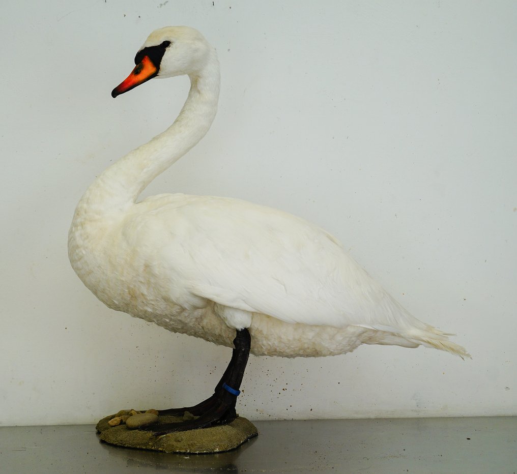Mute Swan - piękny przykład Eksponat taksydermiczny (całe ciało) - Cygnus olor (with closed ring) - 73 cm - 75 cm - 50 cm #1.0