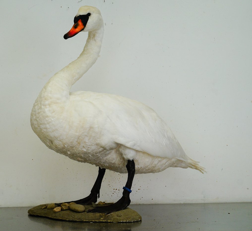Mute Swan - piękny przykład Eksponat taksydermiczny (całe ciało) - Cygnus olor (with closed ring) - 73 cm - 75 cm - 50 cm #1.0