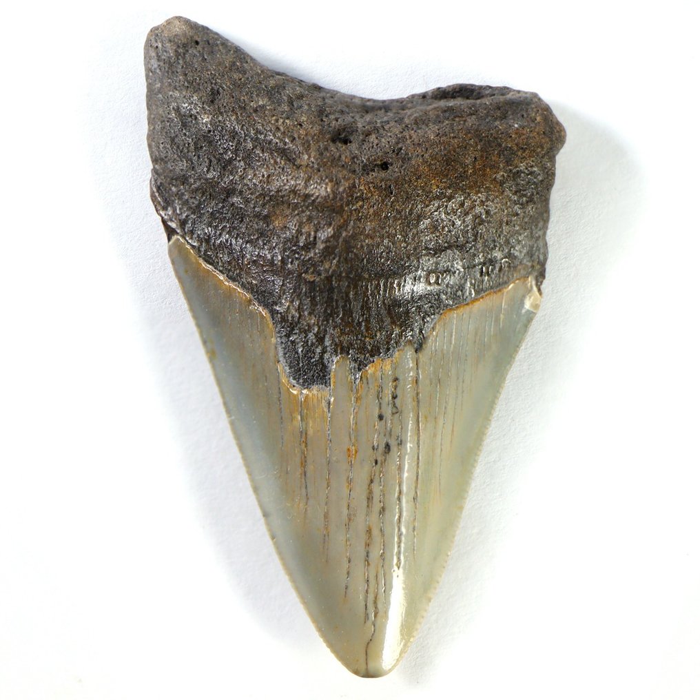 Skamieniały ząb - Carcharocles Megalodon - Rare Fossil Tooth - North Carolina - 83.5 mm - 53 mm #2.1