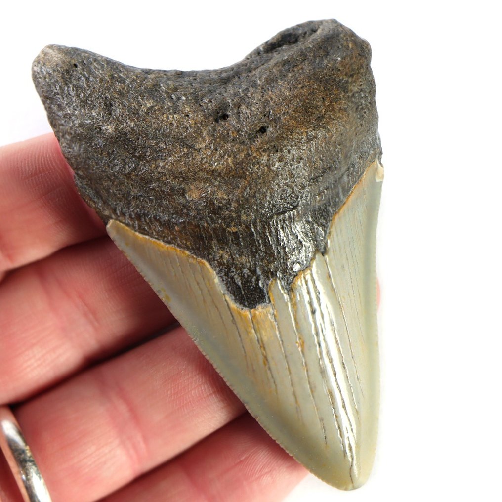 Skamieniały ząb - Carcharocles Megalodon - Rare Fossil Tooth - North Carolina - 83.5 mm - 53 mm #1.1