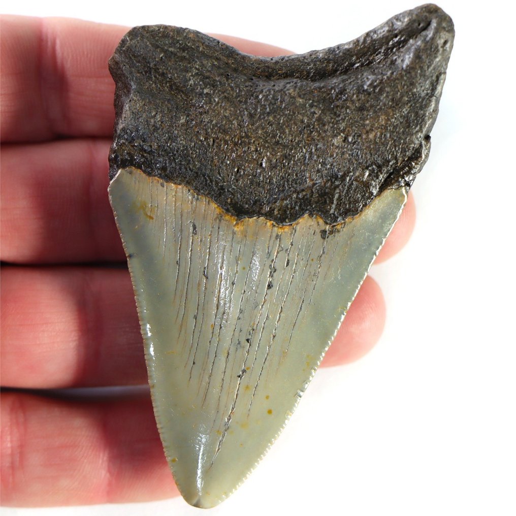 Skamieniały ząb - Carcharocles Megalodon - Rare Fossil Tooth - North Carolina - 83.5 mm - 53 mm #1.2