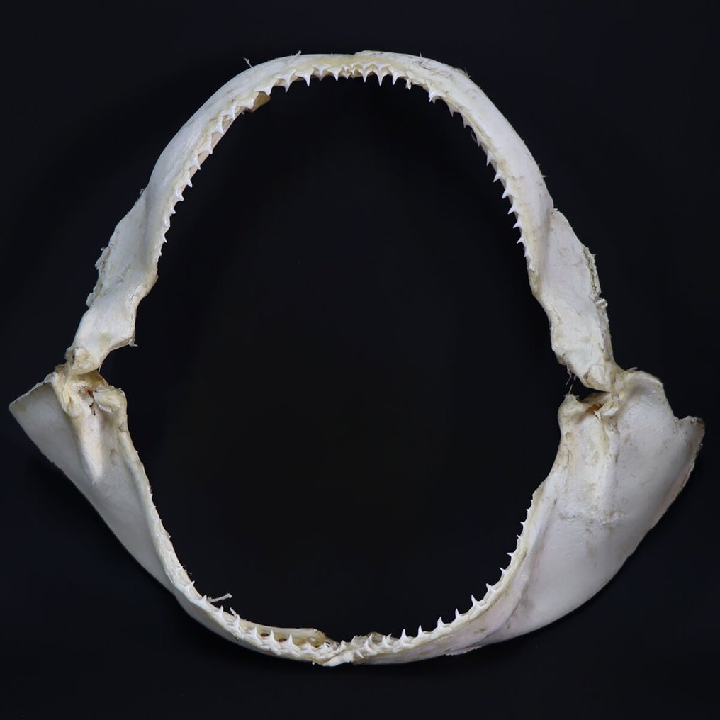 Spinner Shark - Bocca di SqualoTessitore Set di mandibole - Carcharhinus brevipinna - 290 mm - 80 mm - 340 mm- CITES Appendica II - Allegato B nell'UE #1.2