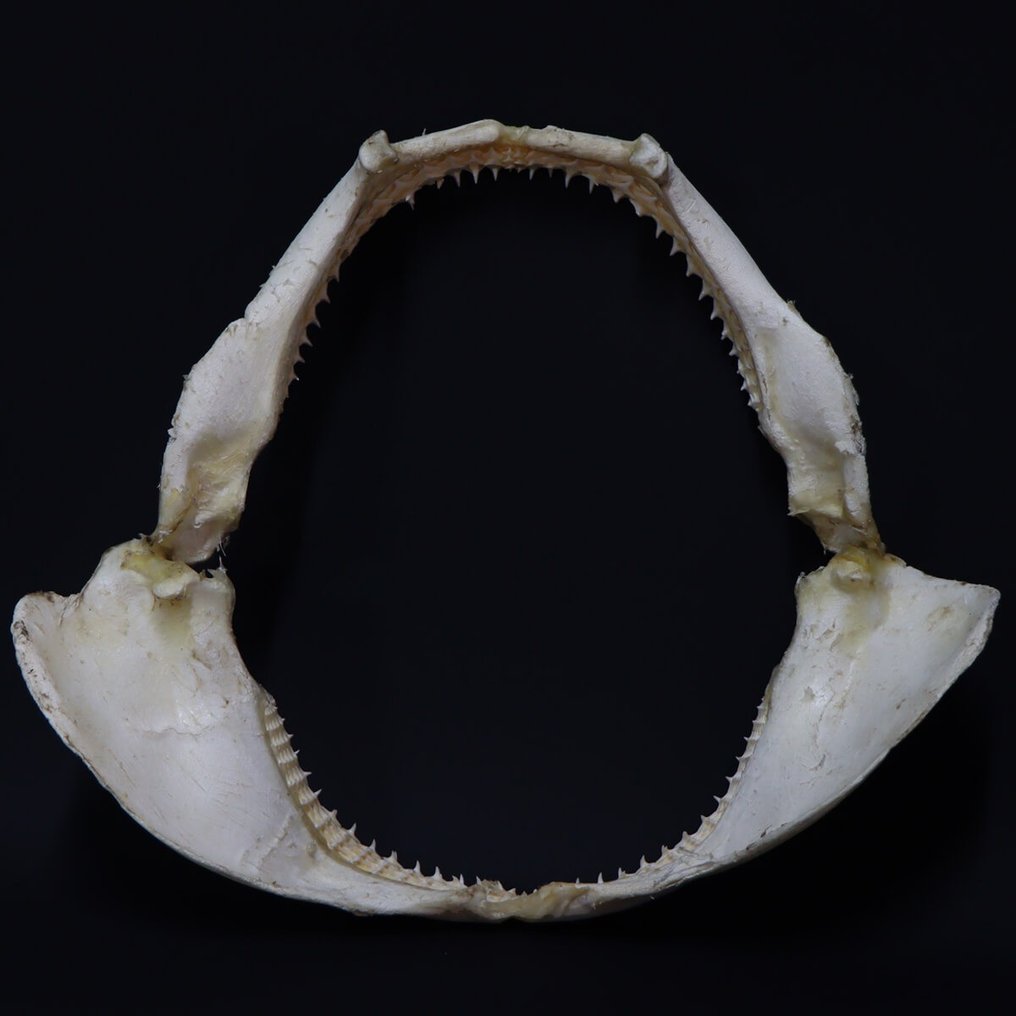 Tiburón girador - Boca de tiburón tejedor - Preparación taxidérmica de cuerpo completo - Carcharhinus Brevipinna - 340 mm - 290 mm - 80 mm - non-CITES species #2.1