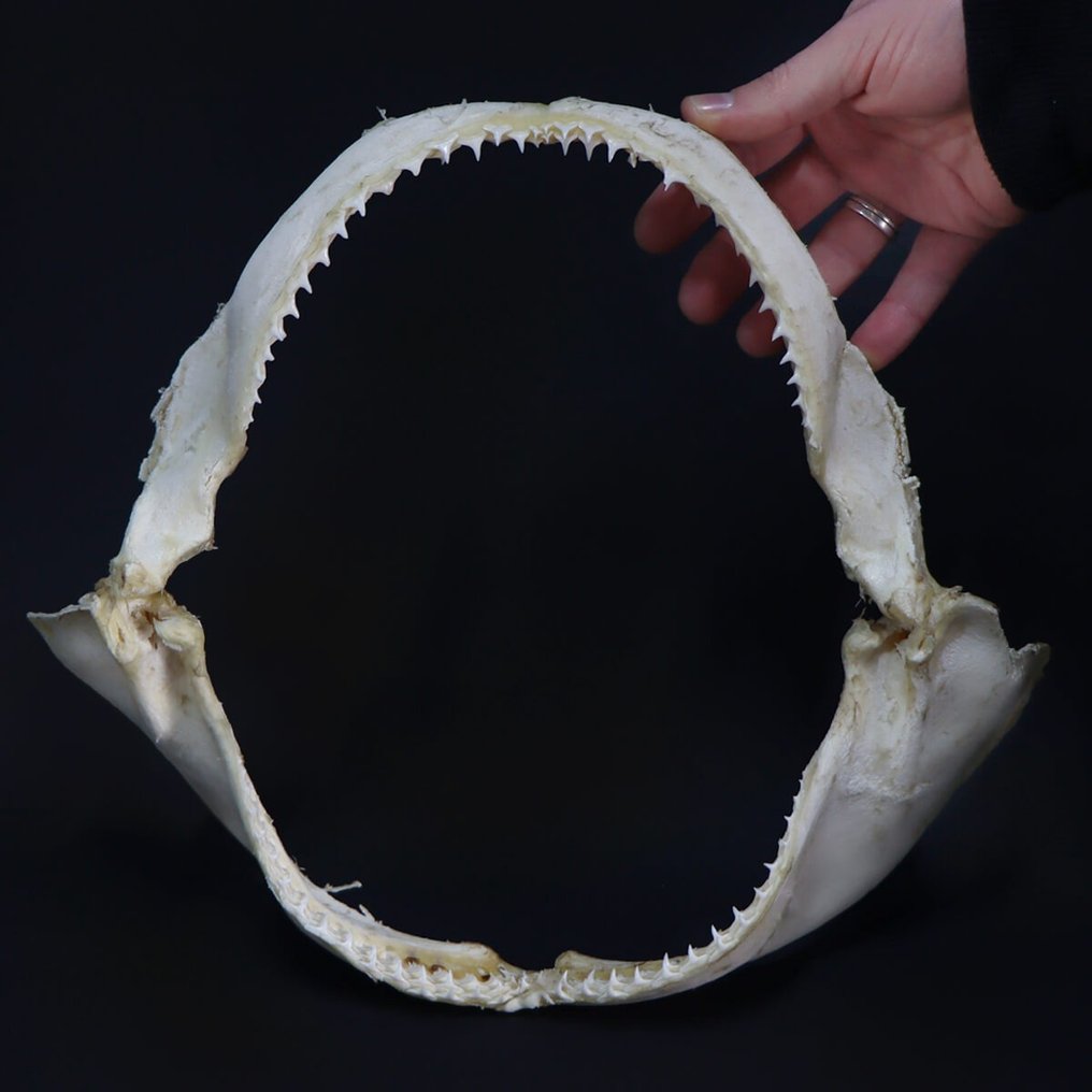 Spinner Shark - Bocca di SqualoTessitore Set di mandibole - Carcharhinus brevipinna - 290 mm - 80 mm - 340 mm- CITES Appendica II - Allegato B nell'UE #1.1