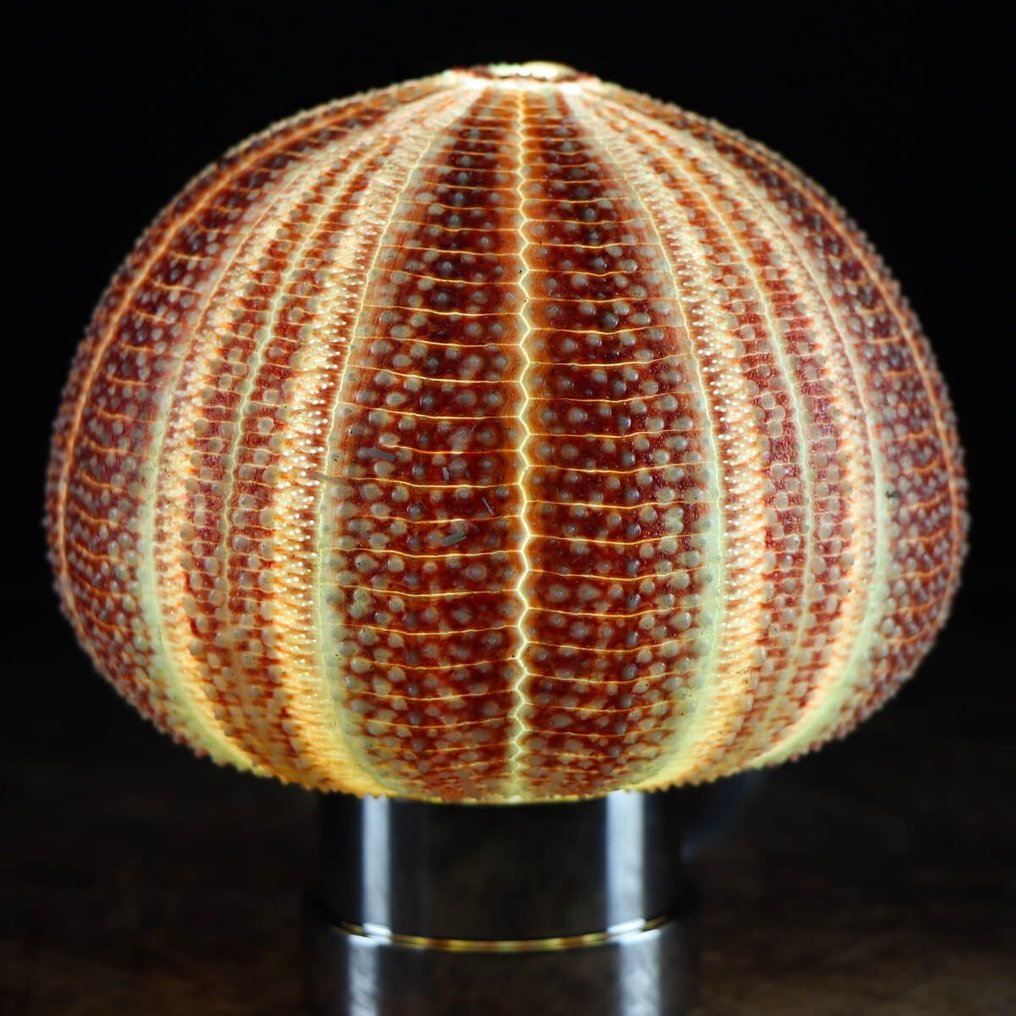 Table lamp - Sea Urcin Lamp - Cornish Sea Urchin - Steel Structure #1.1