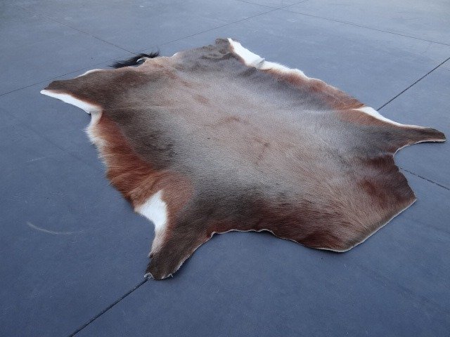 Bläsbock Monterade skinn - Damaliscus pygargus phillipsi - 110 cm - 80 cm - 0 cm - non-CITES species #2.1