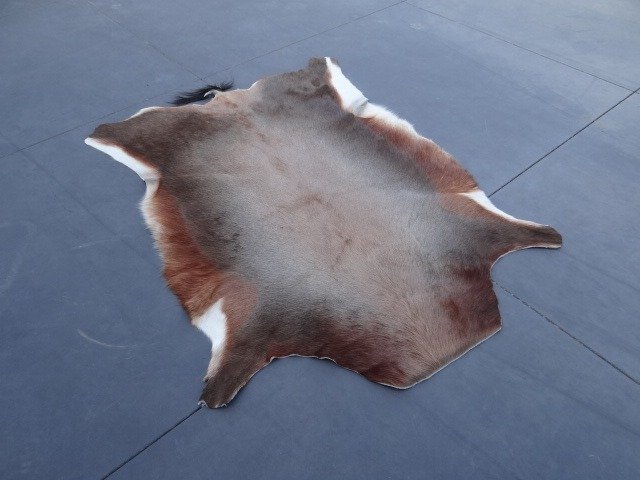 Bläsbock Monterade skinn - Damaliscus pygargus phillipsi - 110 cm - 80 cm - 0 cm - non-CITES species #1.0