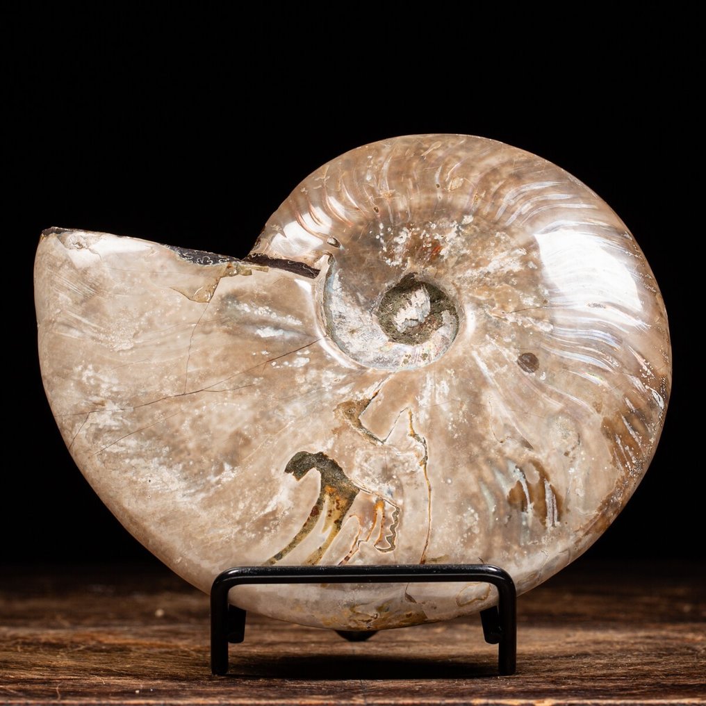 Ammonite - Matrisefri - Aioloceras (Cleoniceras) sp. - 15.5 cm #1.2